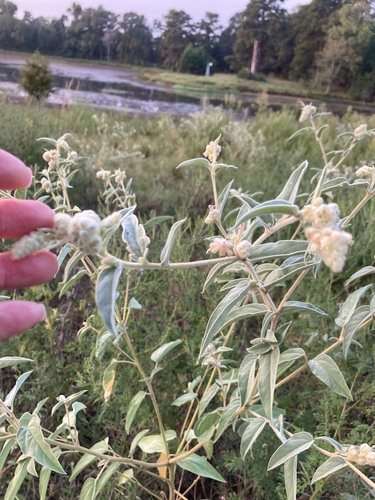 Lindheimer's Doveweed