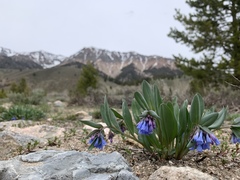 Mertensia oblongifolia