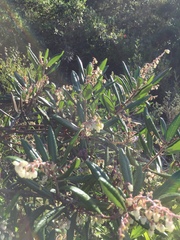 Comarostaphylis diversifolia diversifolia