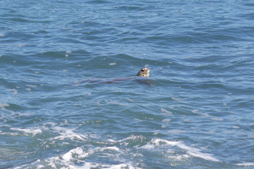 Green Sea Turtle observed by ceremxny