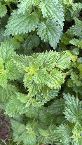 great stinging nettle