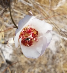 Calochortus simulans