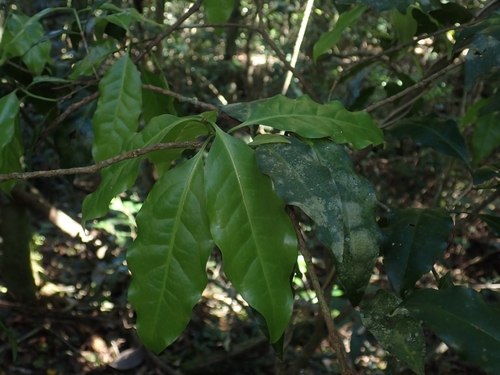 Actephila observed 2026-09-15