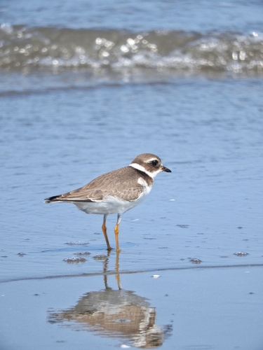 Common Ringed Plover