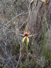Caladenia thinicola