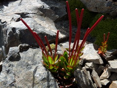 Epilobium crassum