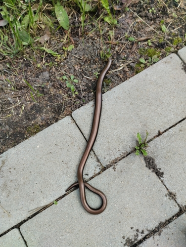 Common Slowworm