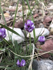 Astragalus spatulatus
