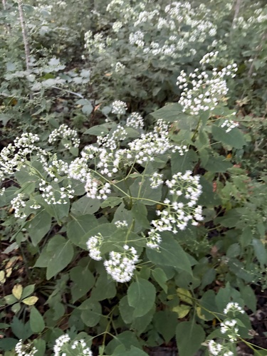 white snakeroot