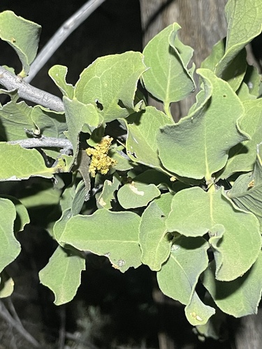 Psydrax latifolius, 2026-09-15