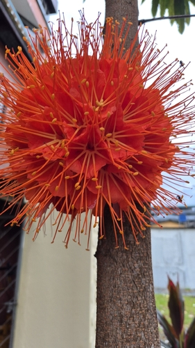 Brownea macrophylla, photograph 1