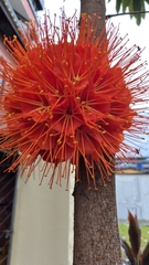 Brownea macrophylla