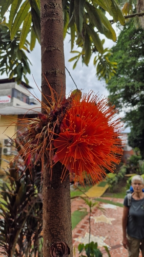 Brownea macrophylla, photograph 2