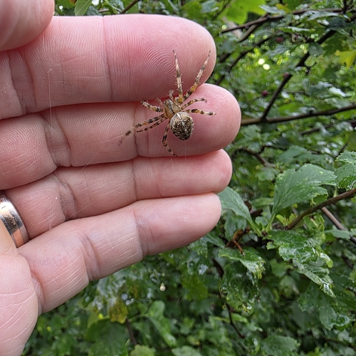 Cross Orbweaver