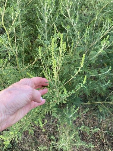 common ragweed