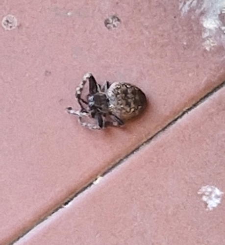 Walnut Orbweaver