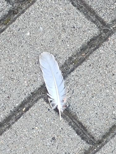 Rock Pigeon