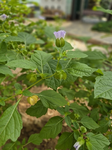 apple-of-Peru