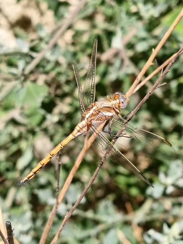 Epaulet Skimmer