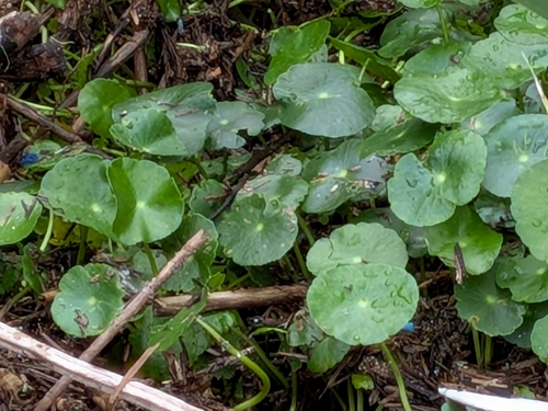 Hydrocotyle bonariensis, photograph 5