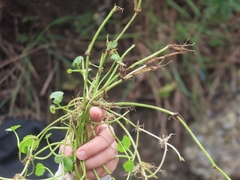 Hydrocotyle bonariensis, photograph (c) mami_t_t, some rights reserved (CC BY)