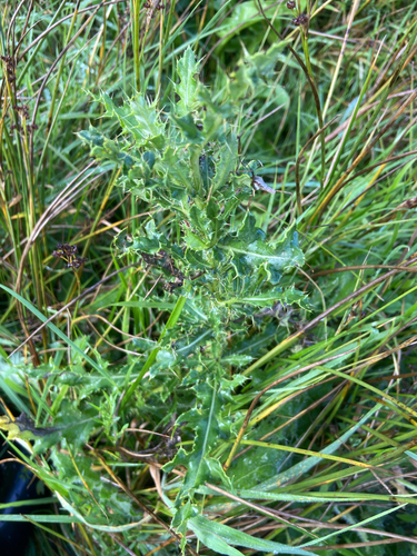 creeping thistle