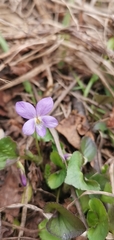 Viola sacchalinensis