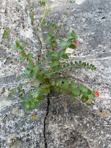 scarlet pimpernel