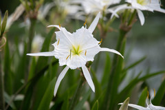 Hymenocallis coronaria