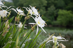 Hymenocallis coronaria