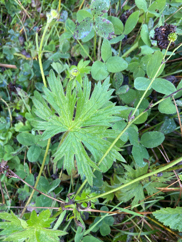 meadow buttercup