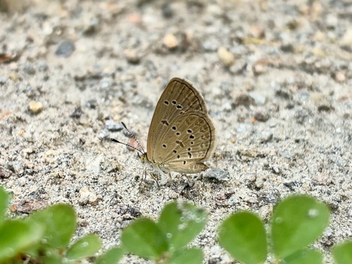 Lesser Grass Blue