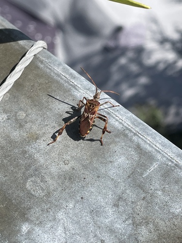 Western Conifer Seed Bug