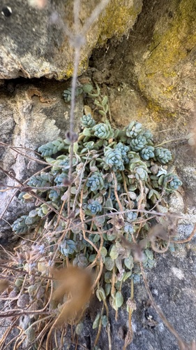 thick-leaved stonecrop