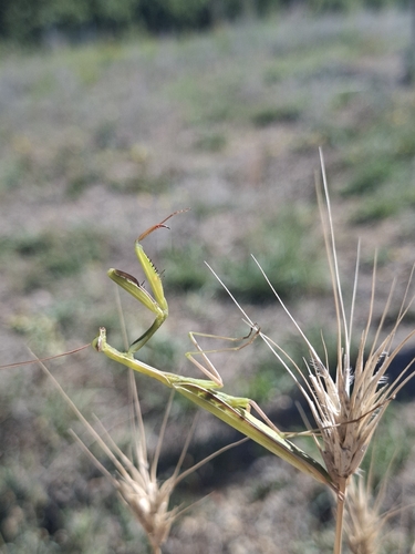 European Mantis