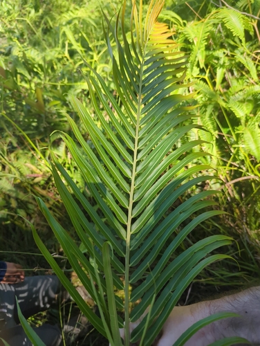 Blechnopsis orientalis observed 2026-09-13
