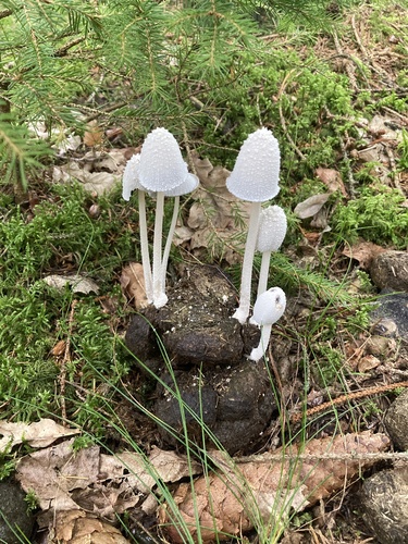 Snowy Inkcap