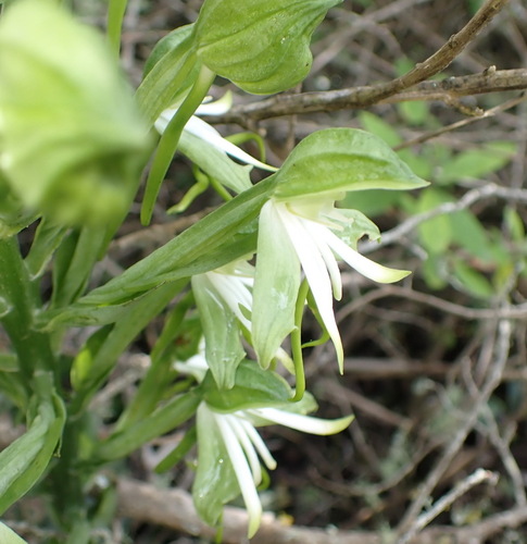 Bonatea speciosa, photograph 6