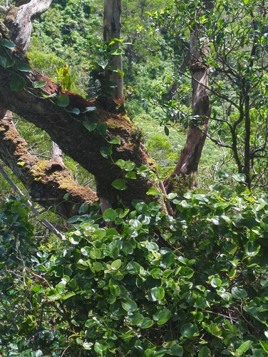 Smilax melastomifolia observed 2026-09-13
