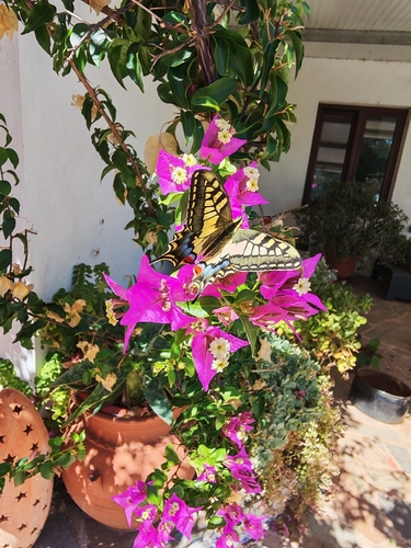 Old World Swallowtail