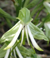 Bonatea speciosa, photograph (c) Nicola van Berkel, some rights reserved (CC BY-SA)