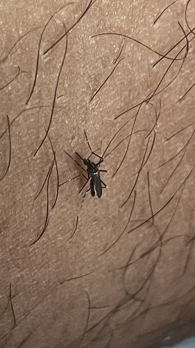 Asian Tiger Mosquito