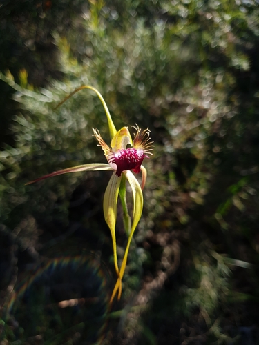 Image of Caladenia thinicola by (c) Em Lamond, some rights reserved (CC BY)