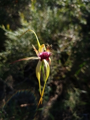 Caladenia thinicola