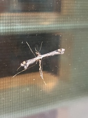 Amblyptilia pica