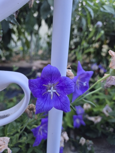 balloon flower