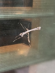 Amblyptilia pica
