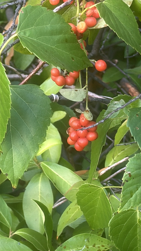 Carolina snailseed
