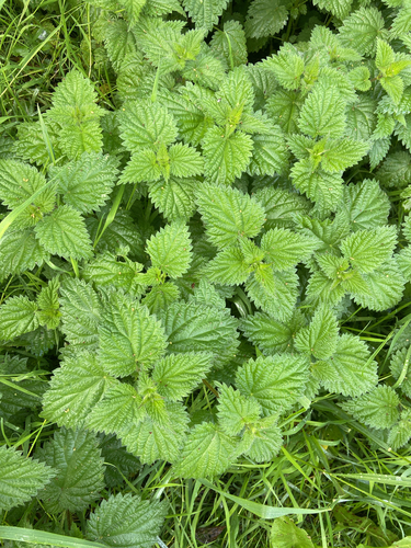 great stinging nettle