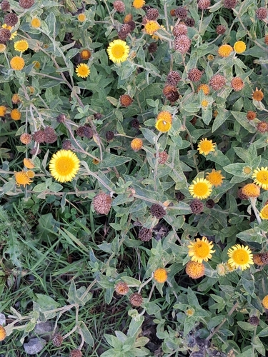 Common Fleabane